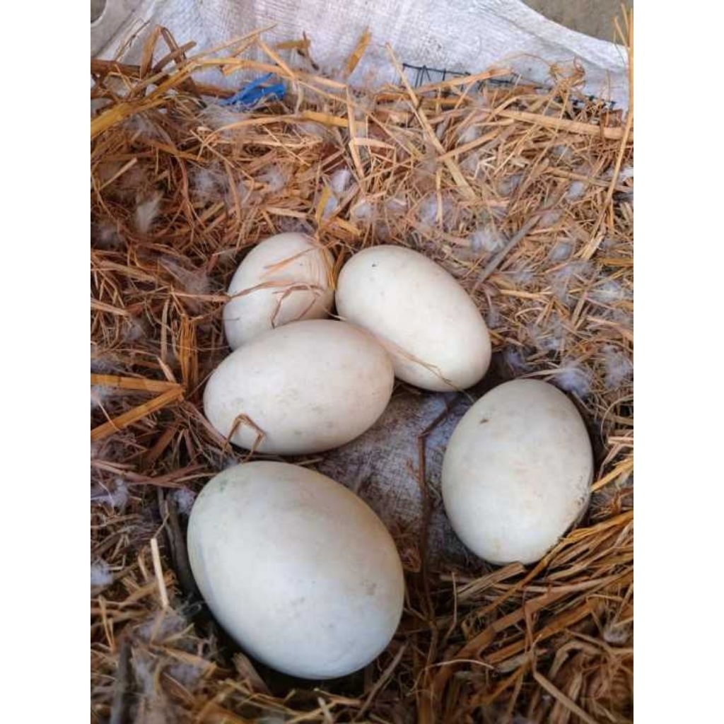 TELUR TELOR ANGSA SOANG FRESH KHUSUS INSTAN