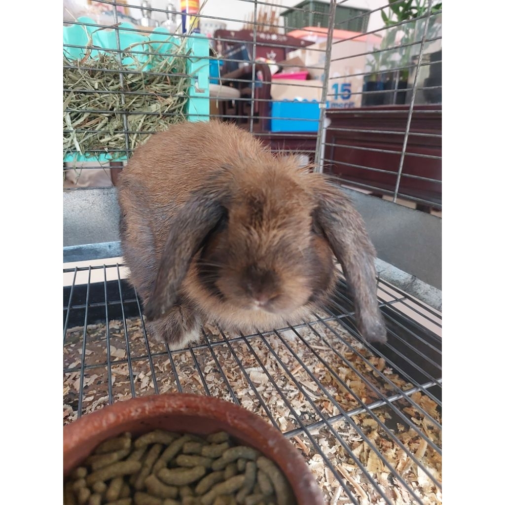 kelinci holland lop jantan tort anakan