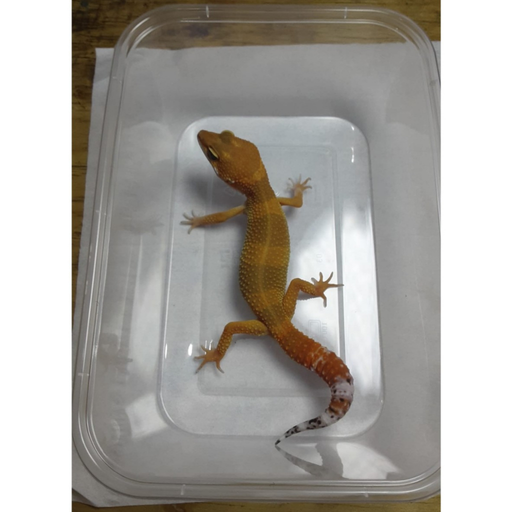 Leopard Gecko SHTCT | Gecko Sehat Aktif | Reptile Jinak Mudah Dipelihara - TA01UN