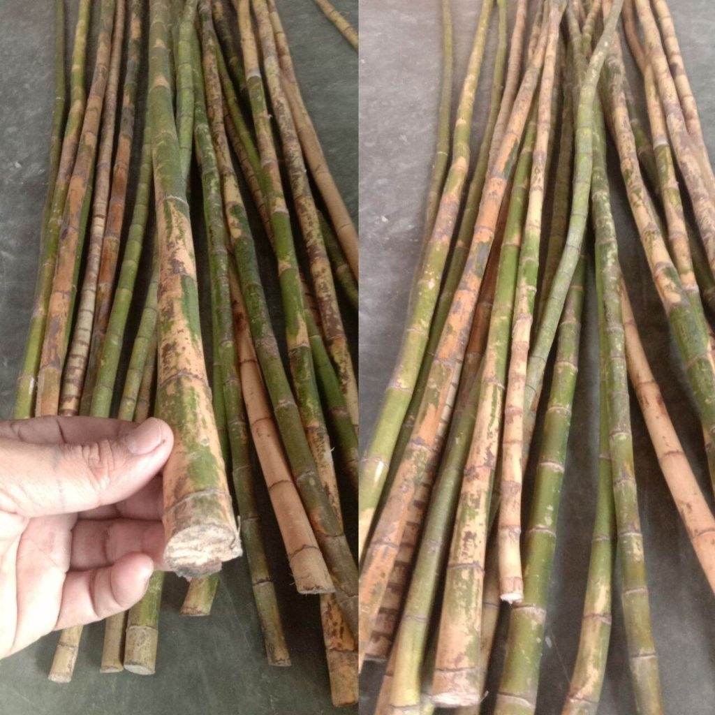 jual batang pohon waregu buat bahan joran/tongkat tinggi 160cm