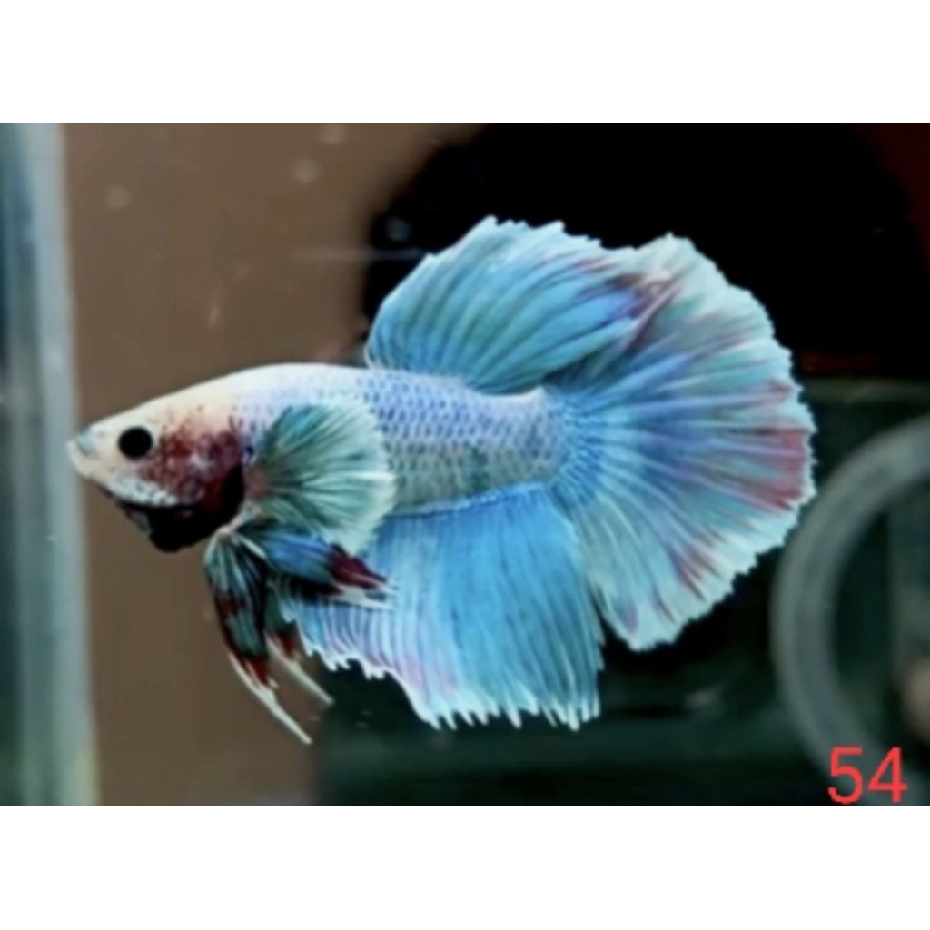 HALFMOON FANCY DUMBO EAR