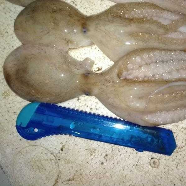 Bayi Gurita Octopus 500Gram Frozen