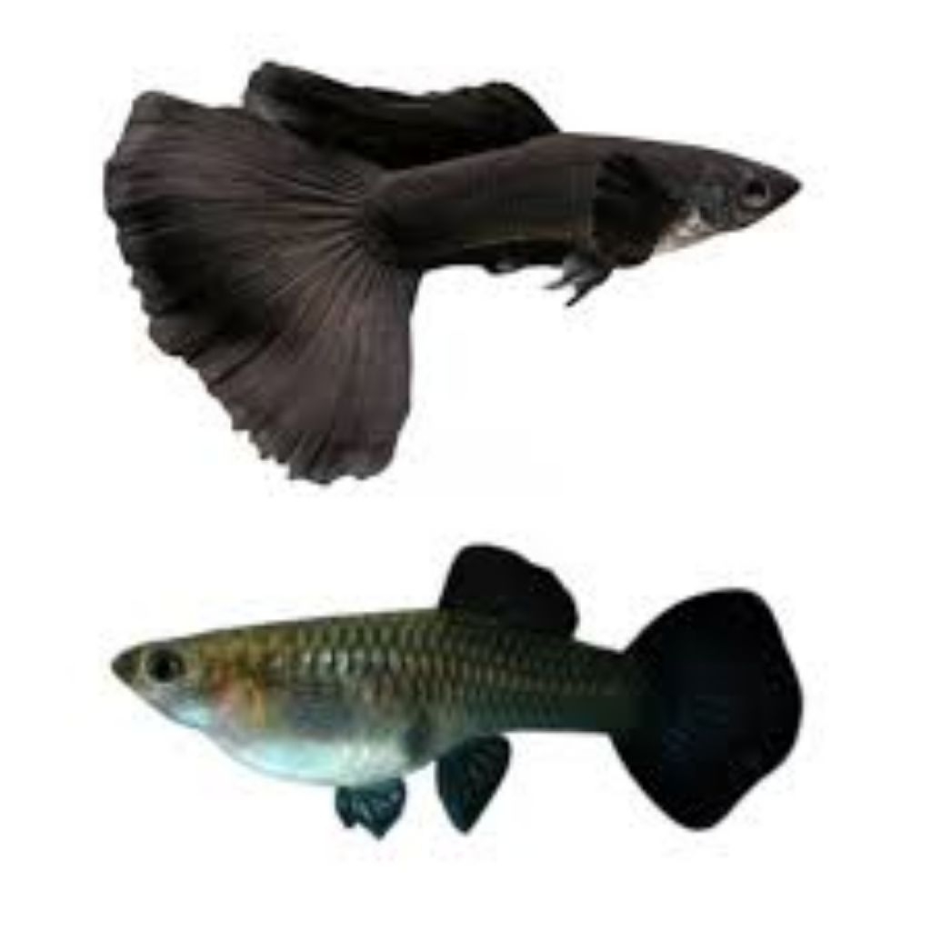 hiasan aquarium sepasang guppy black moscow#guppyblackmoscow #guppy