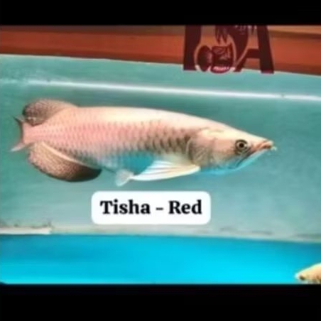 produk link new batik jardini red pearl