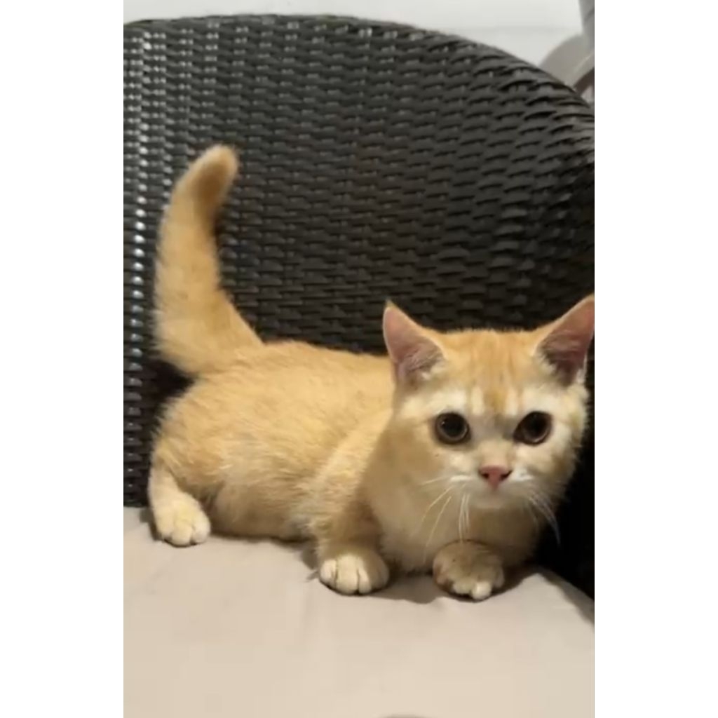 BSH munchkin red
