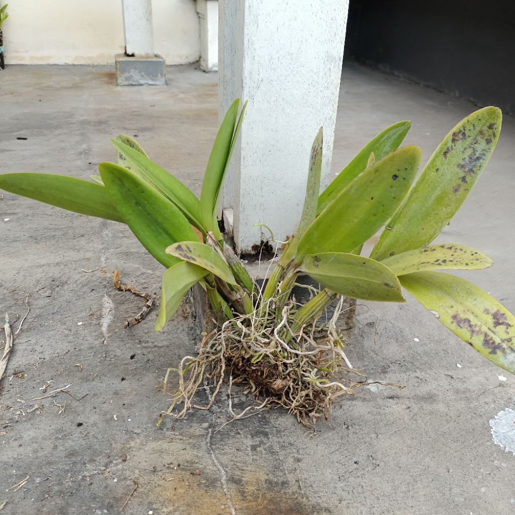 Tanaman anggrek cattleya mantini dewasa ungu bunga besar wangi kode I