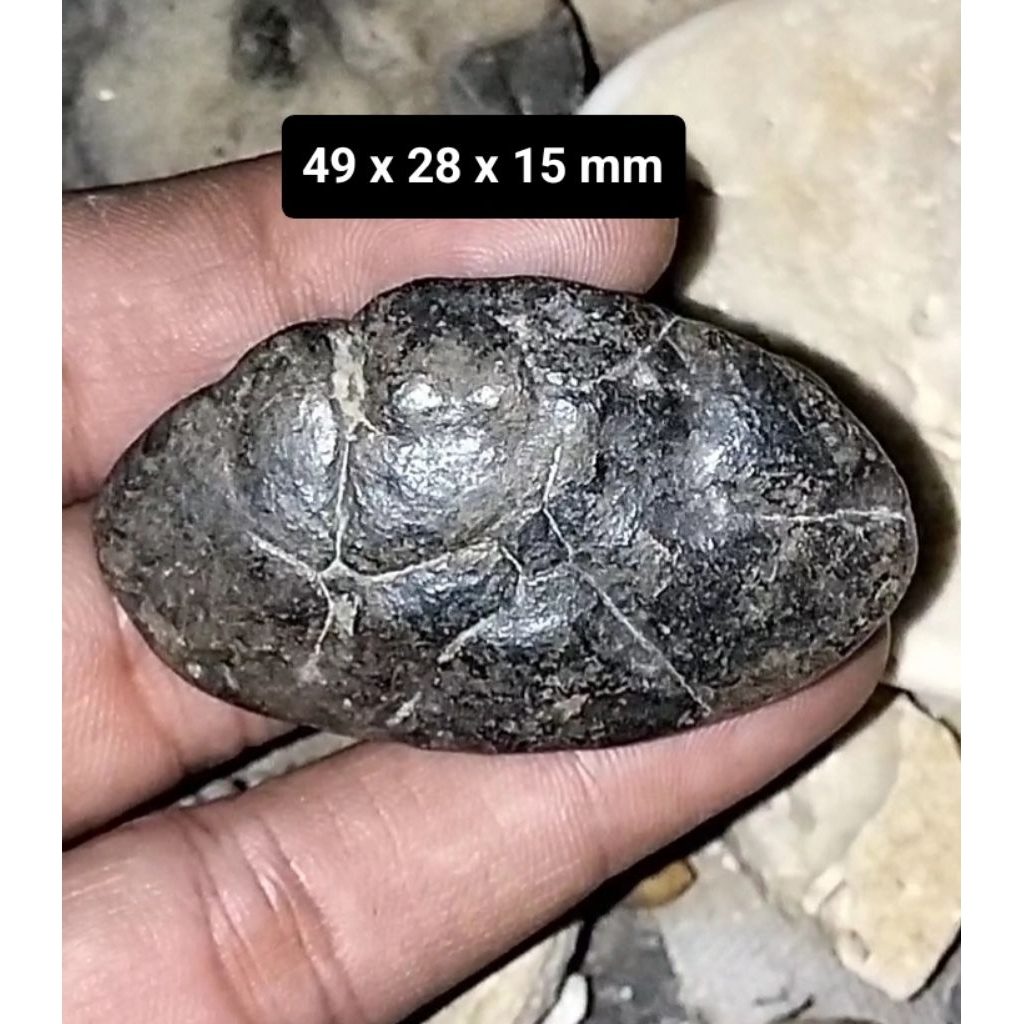 Batu akik Kijing Bungkem Jalasutra jumbo asli alam