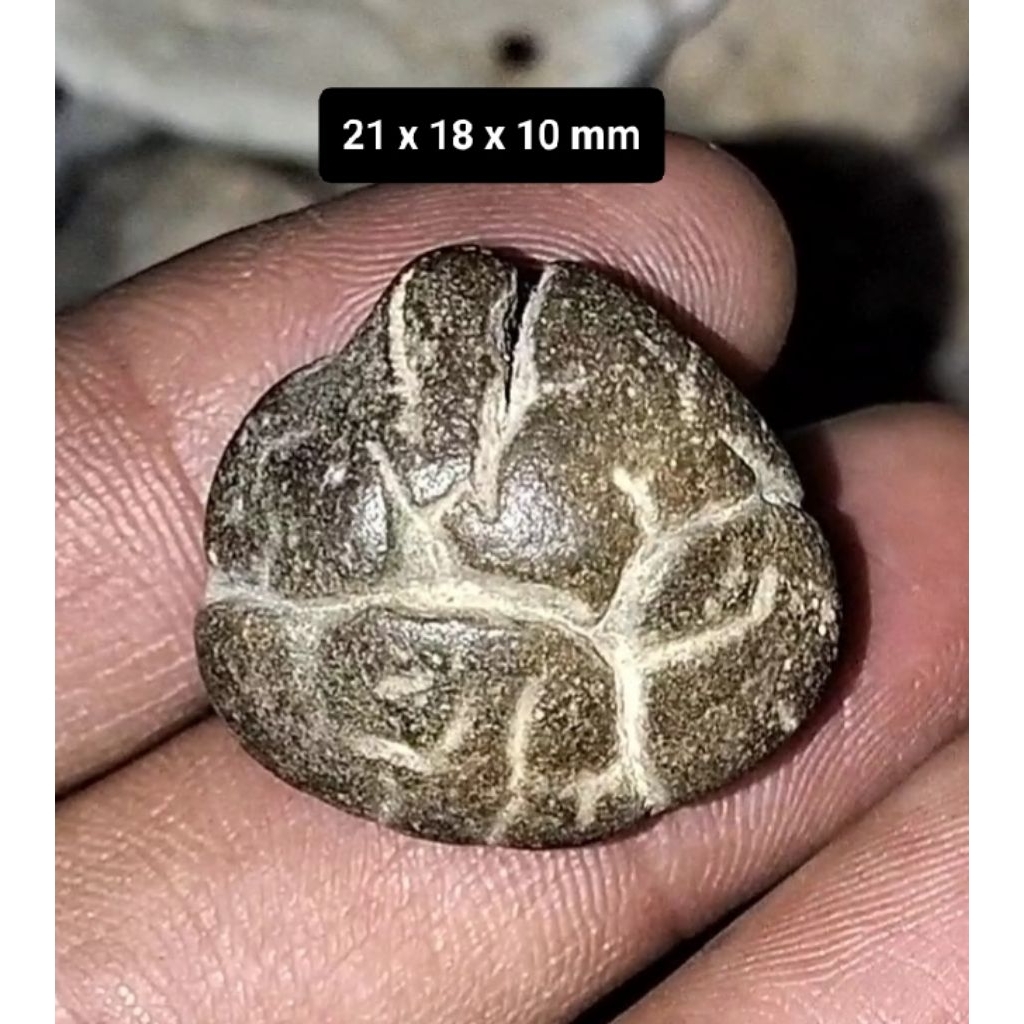 Batu akik Kijing Bungkem Jalasutra asli alam