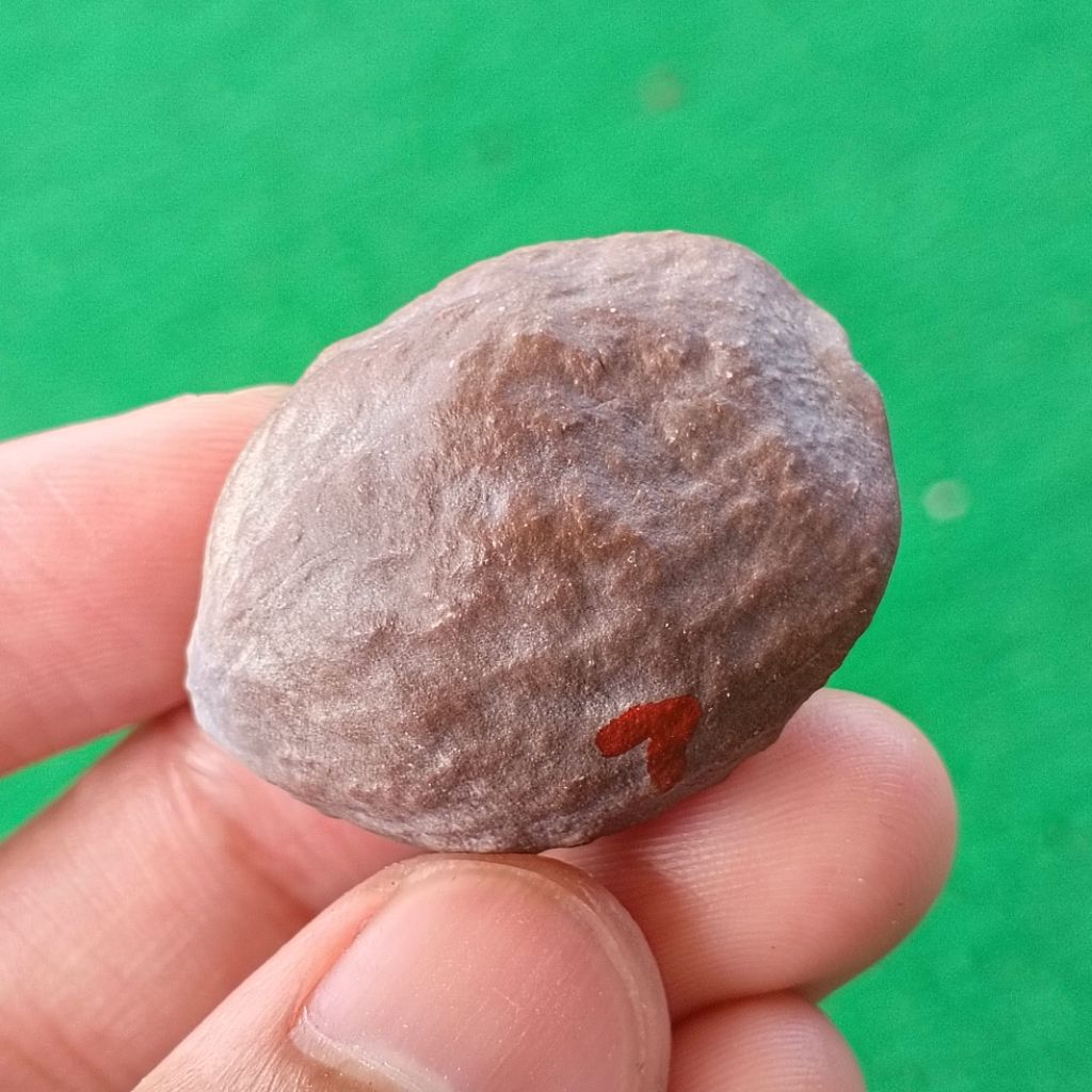 Muncang Adu 4G JR kode 7