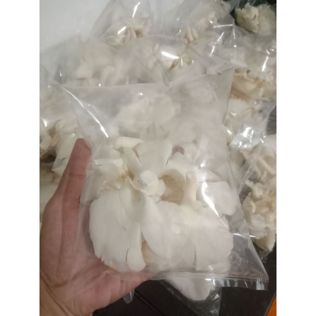 Jamur Tiram Fresh