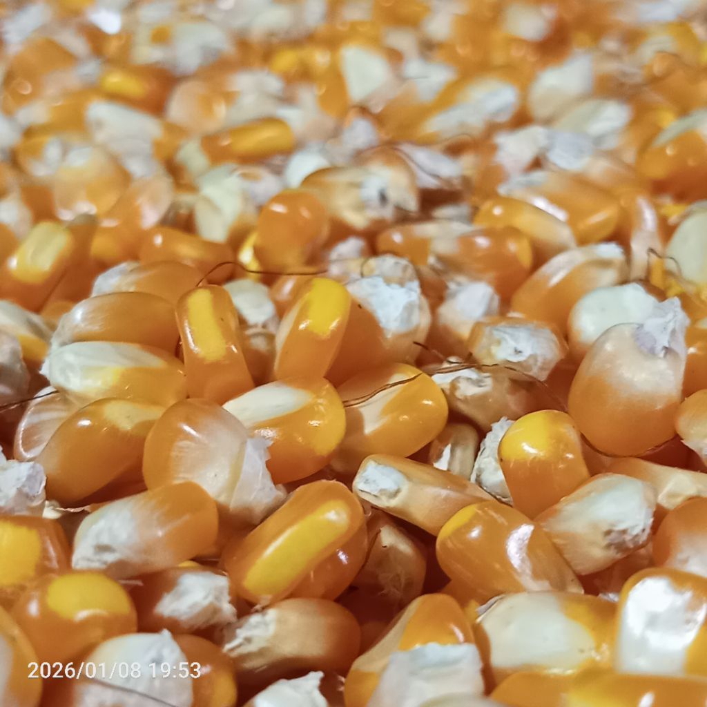 Jagung Pipil Hibrida Kering 3 Kg