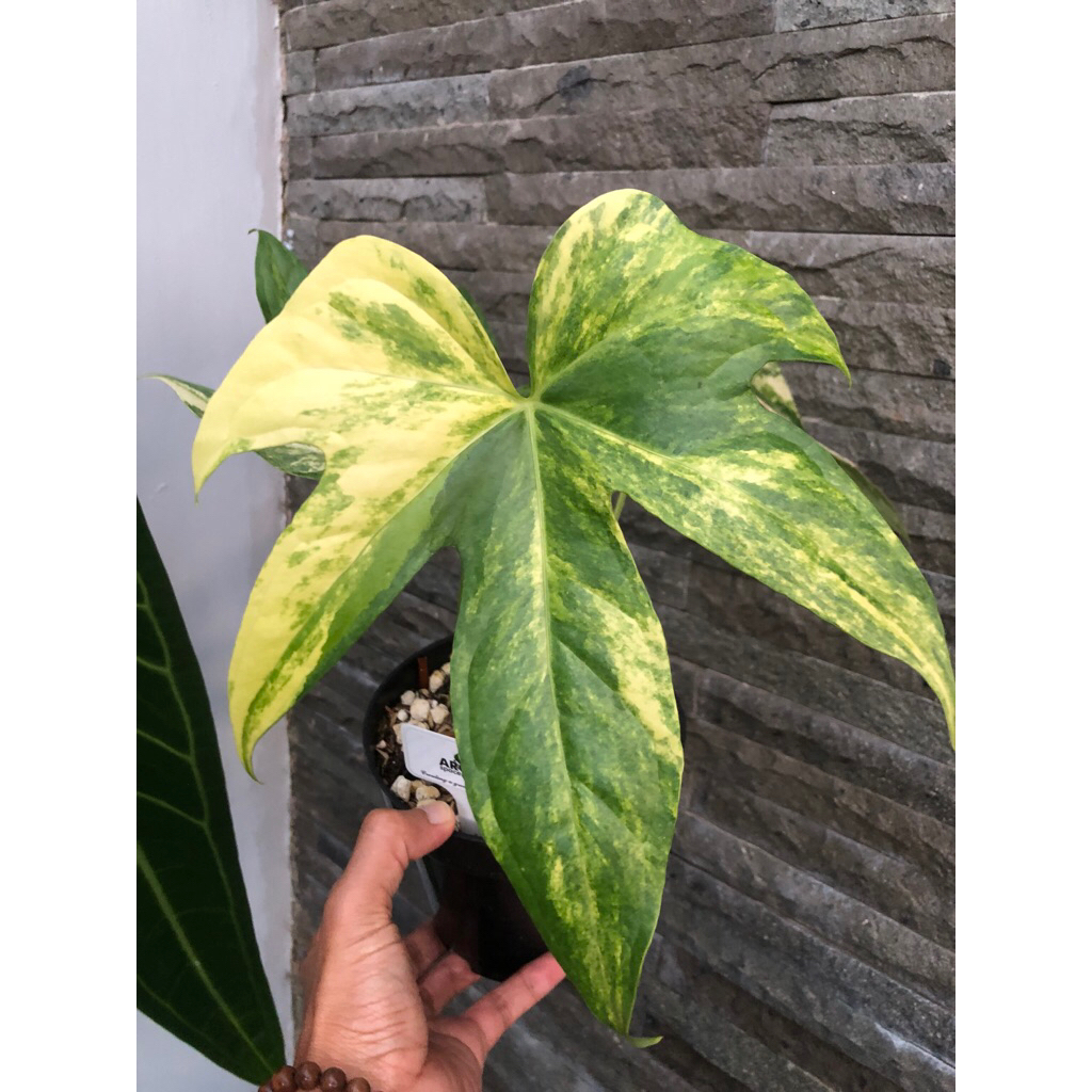 Tanaman Hias Kuping Gajah Anthurium Jari (Pedatoradiatum) Varigata