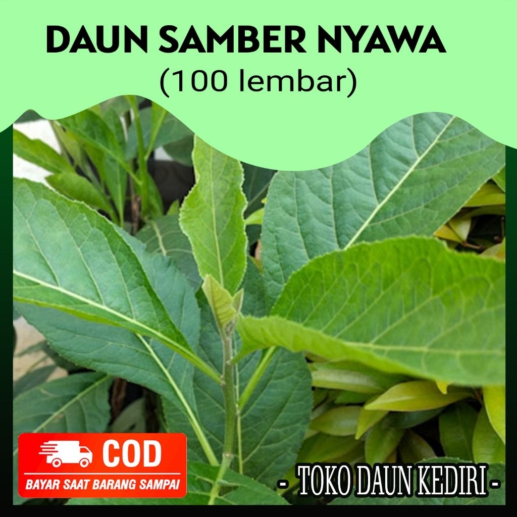 Daun herbal daun samber nyowo / sambung nyawa murah 100 lembar