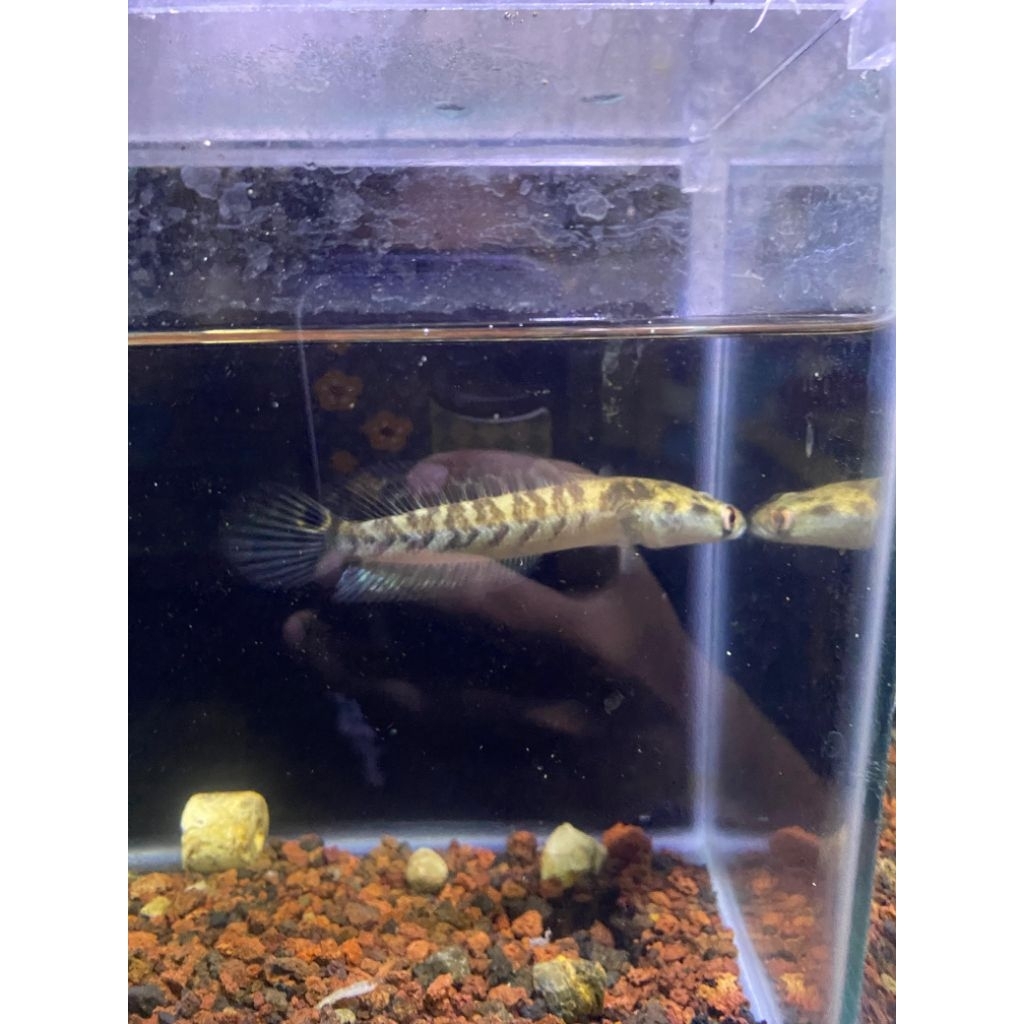 chana maru Ys size 10-12cm