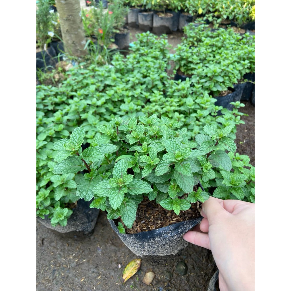 Daun Mint Segar