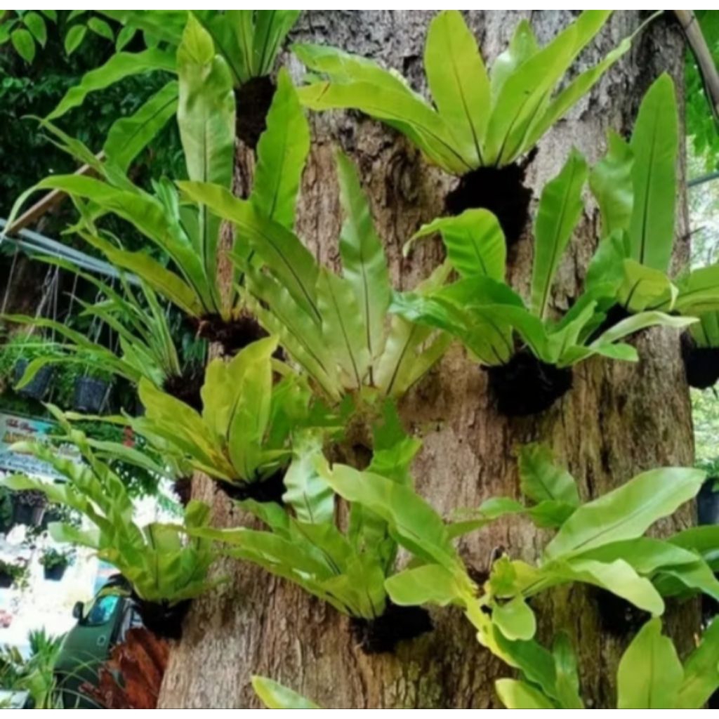 Kadaka hutan / tanaman hias / kadaka paludarium ukuran sedeng