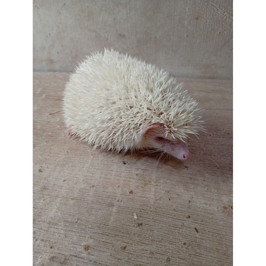 Landak Mini Indukan