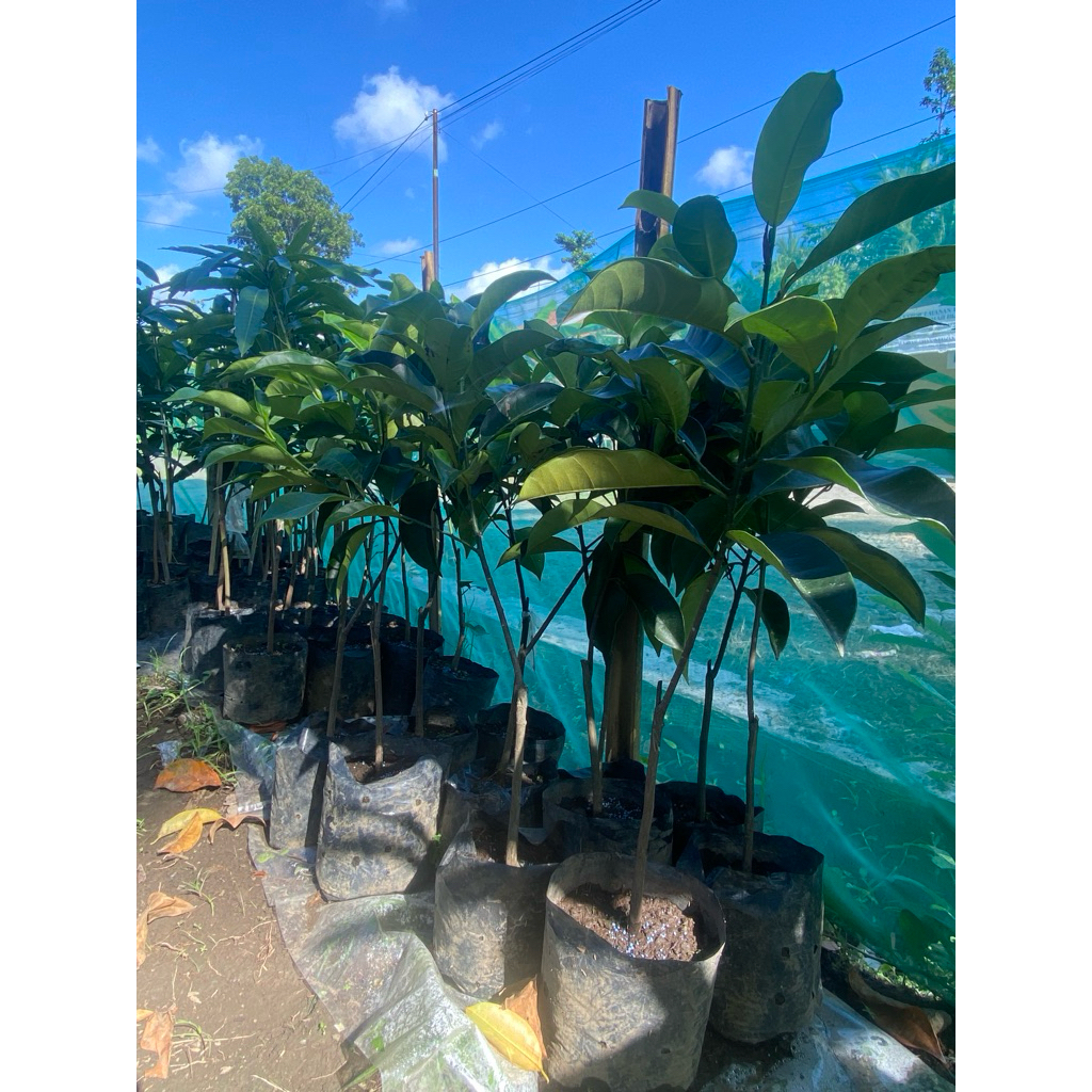 Bibit Buah tanaman cempedak ( siap tanam)