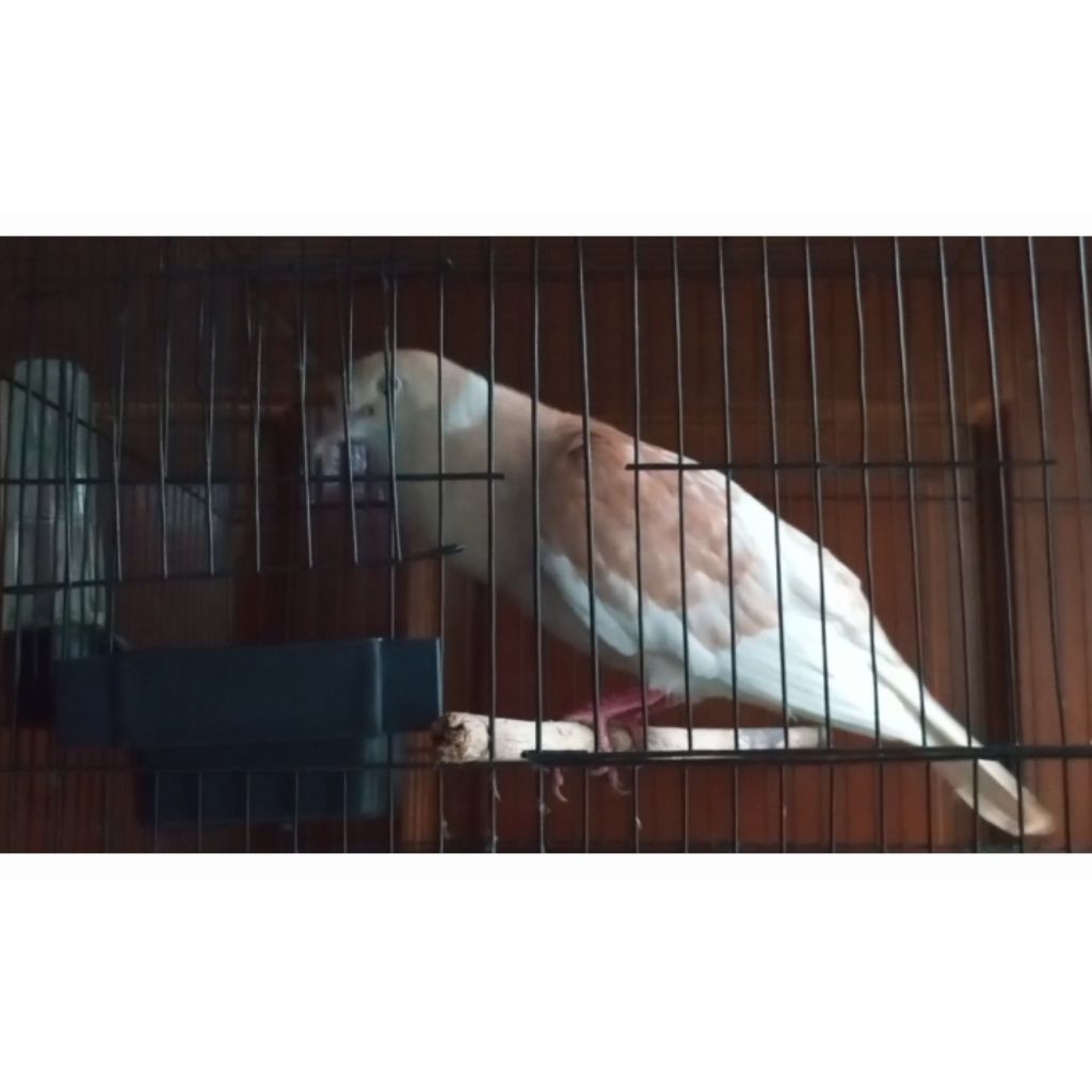 Burung  Puter silangan pelung & irak, JANTAN, dewasa, rajin bunyi, langka.