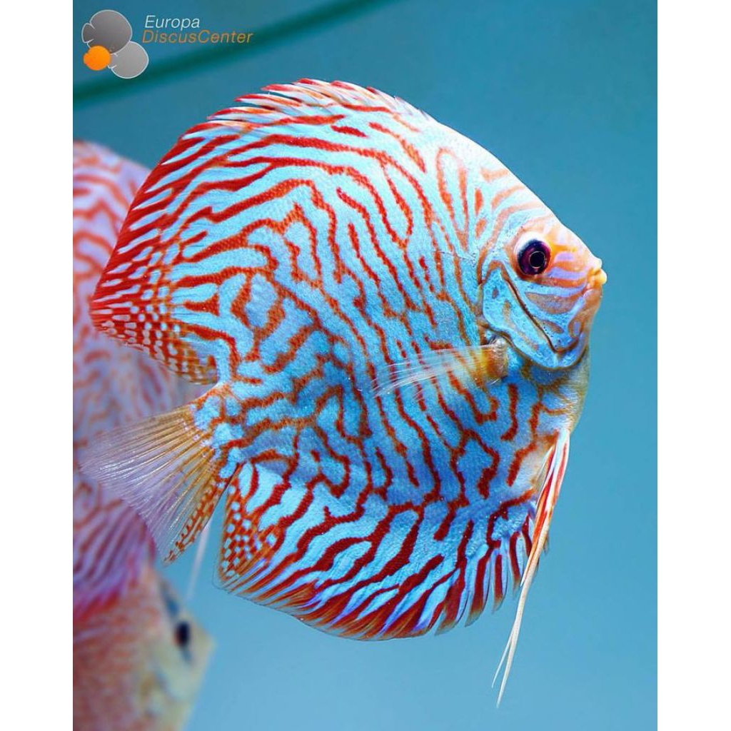 Discus Tger Turquoise hiasan aquarium grade