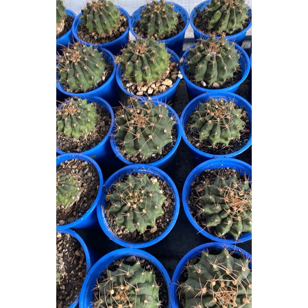 Gymno Ownroot (potelan)