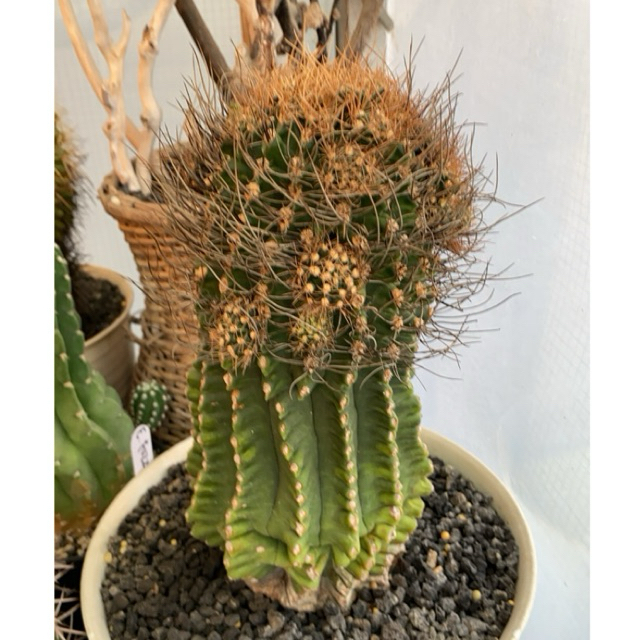 Gymno sp. Ownroot (potelan)