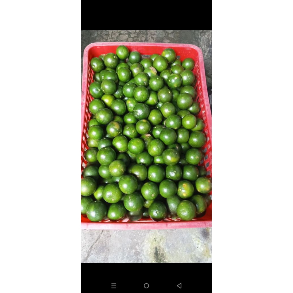 jeruk peras Semboro Jember kwalitas bagus langsung dari petani