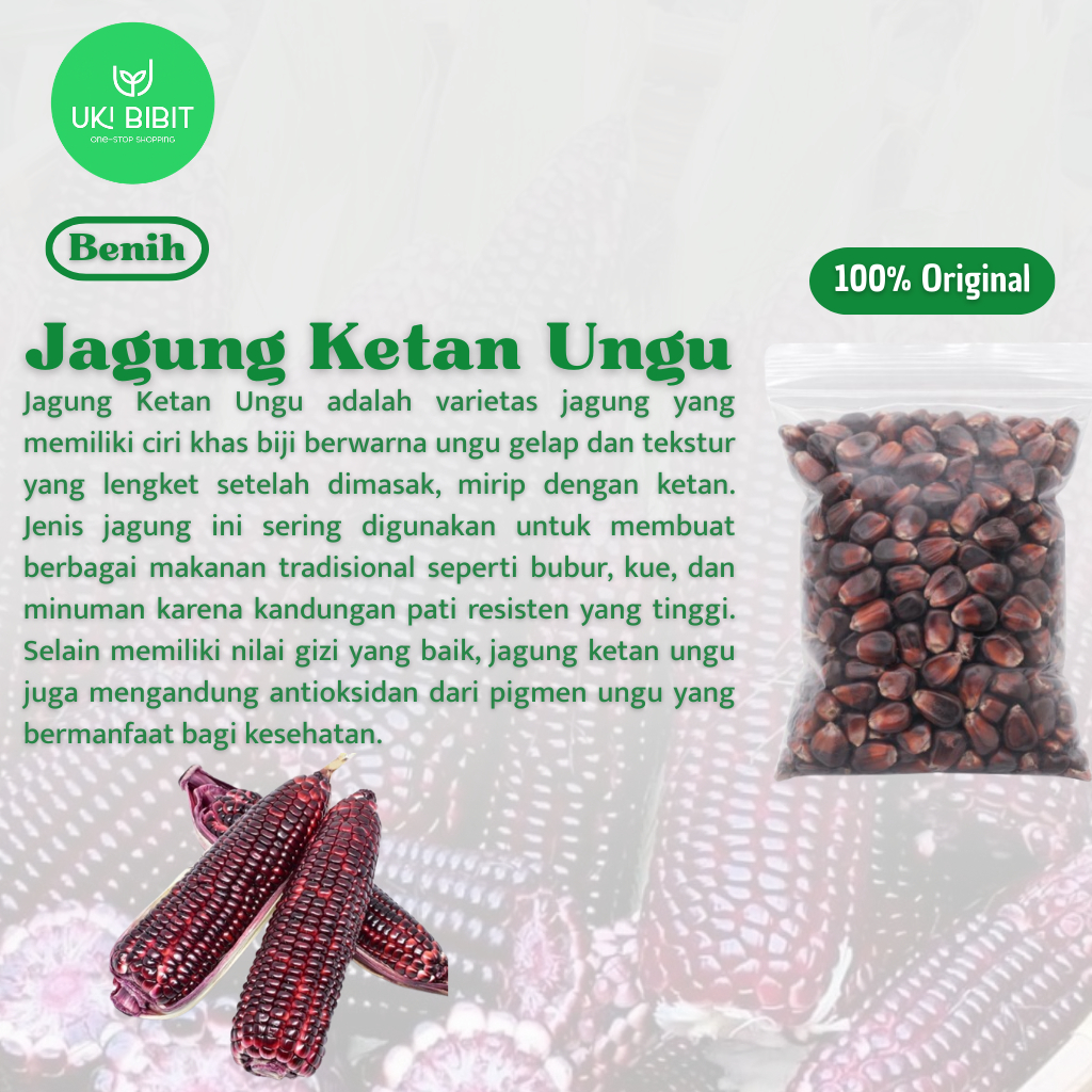( 100 Butir ) Benih Biji Jagung Ketan Ungu | Jagung Putih | Pelangi | Ketan Putih