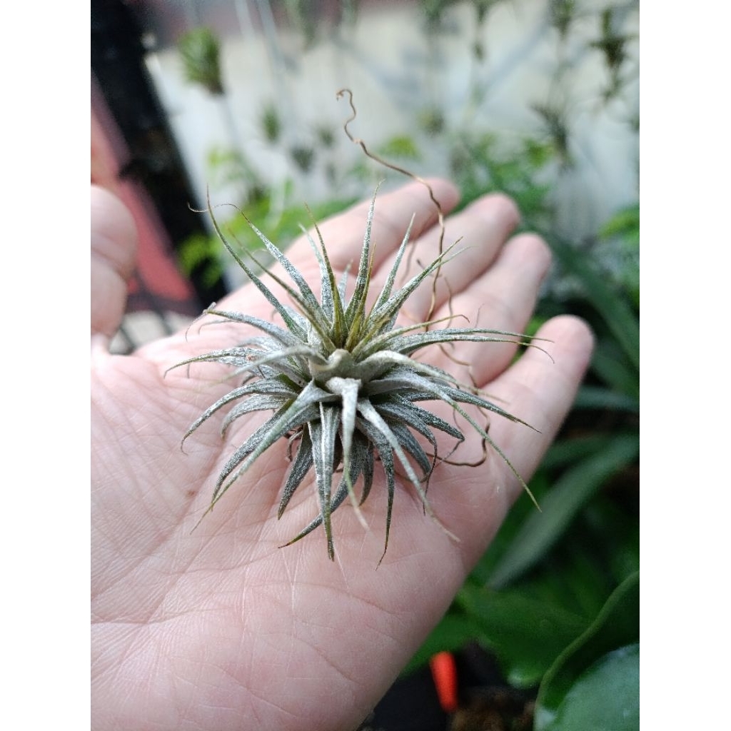 Tillandsia Ionantha Zebrina Pra-remaja