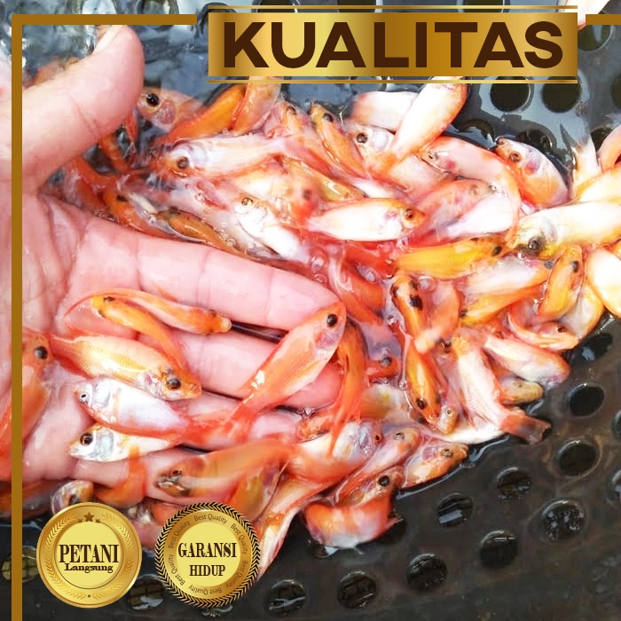 Paket Ternak (isi 10) Nila Merah Bangkok Ikan Hias Kolam Aquaponik Hiasan Aquascape