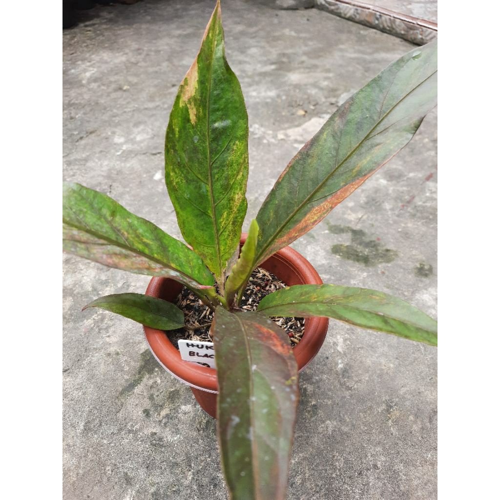 Hukeri Varigata Merah