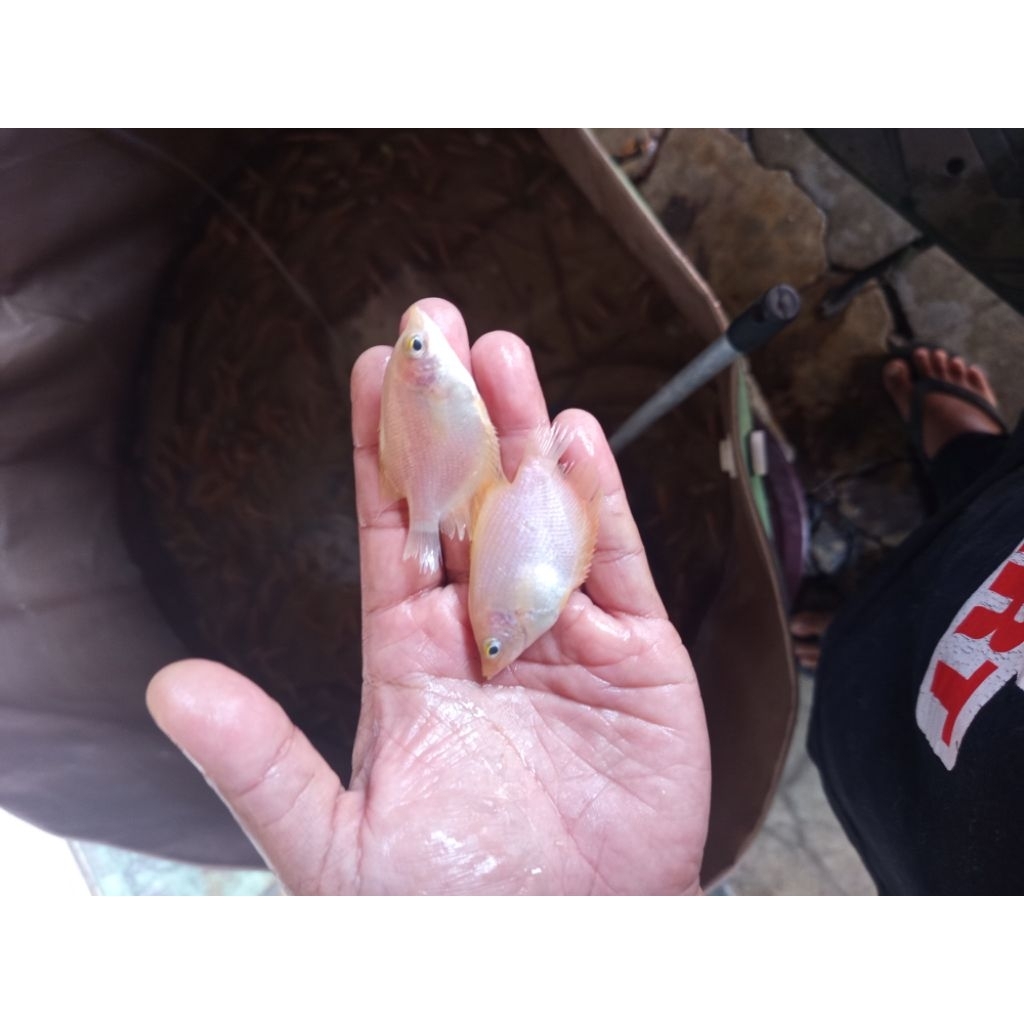 bibit gurame padang/merah grade A(khusus pengiriman instan cod) harga paketan