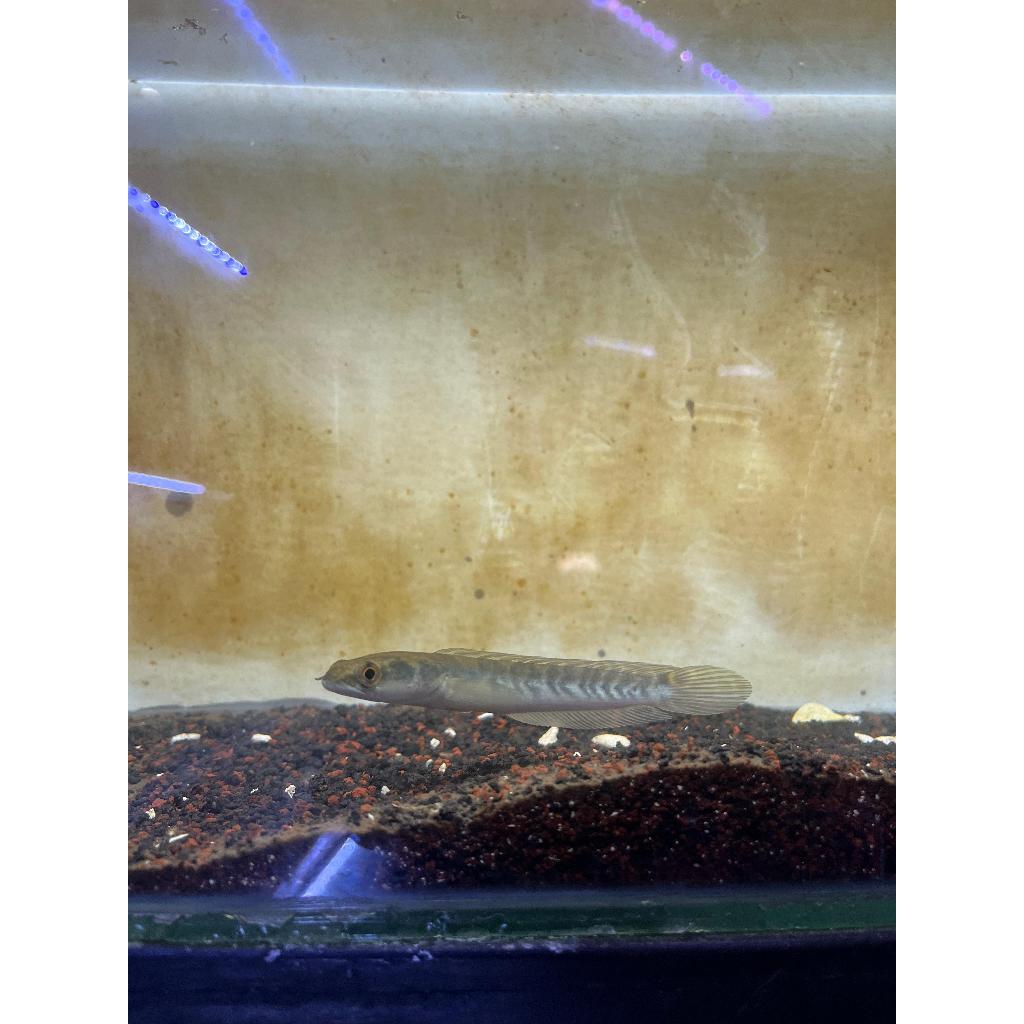 patung ys spek kontes