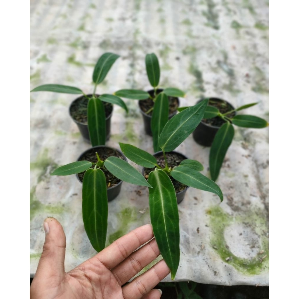 Anthurium Waroqueanum