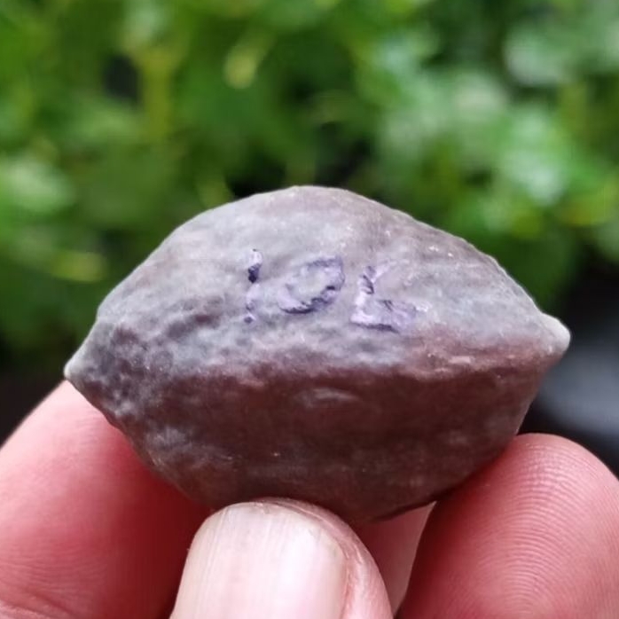 Muncang adu jayanti pait jr kode 106.