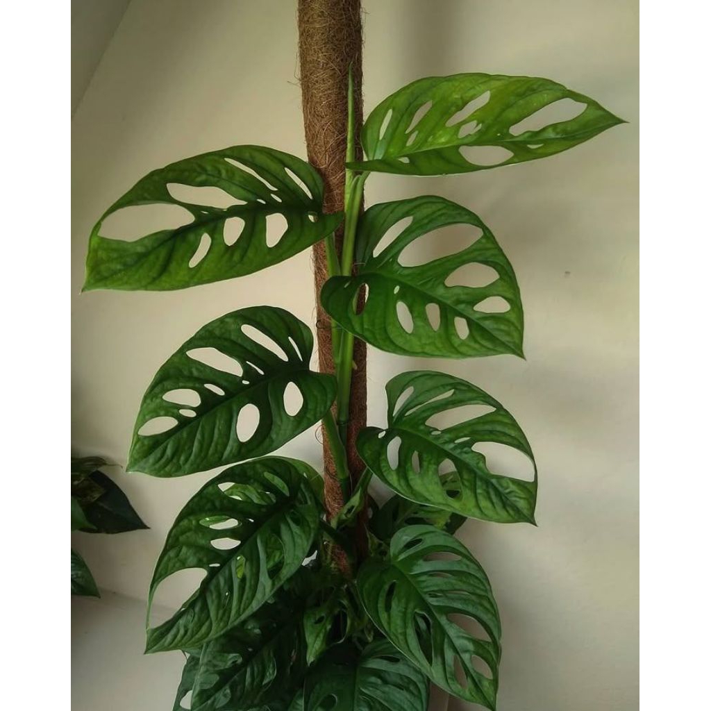 Tanaman hias monstera janda bolong - monstera rambat janbol