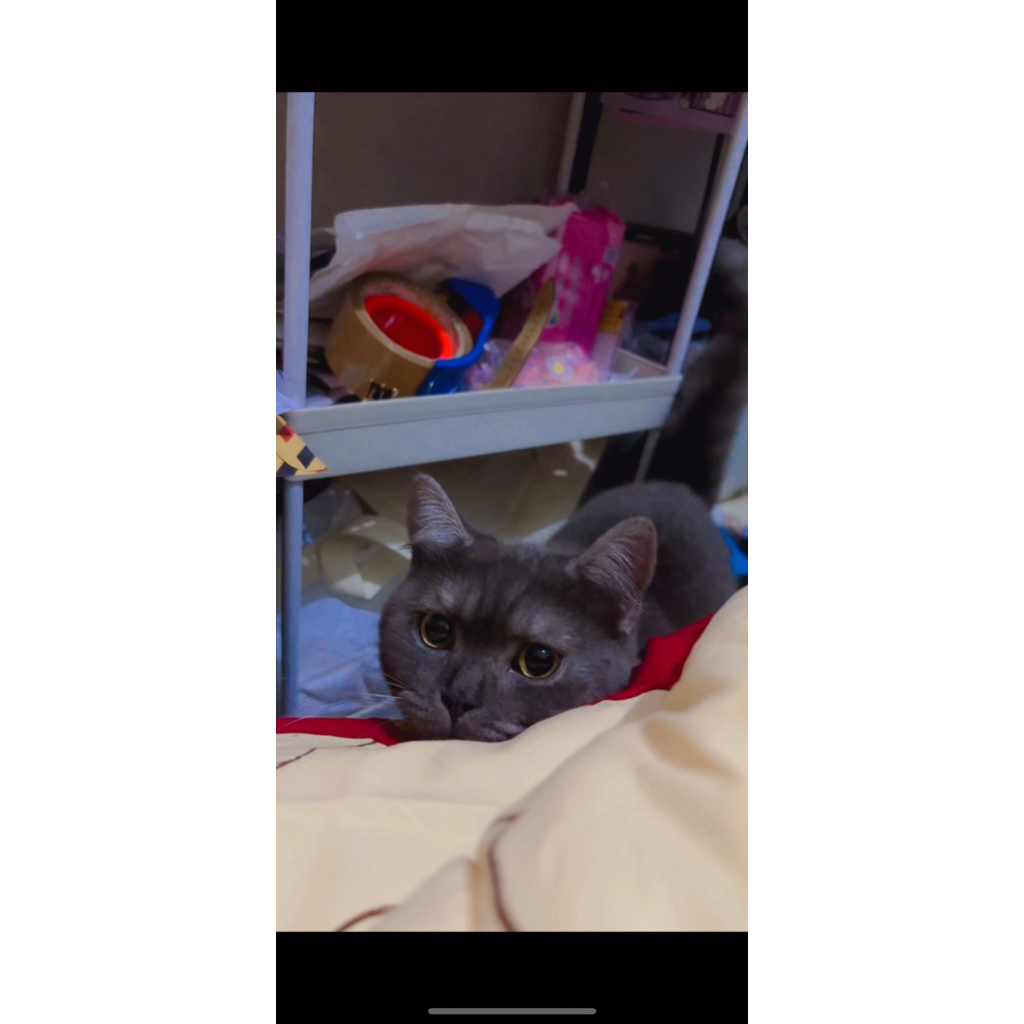 KUCING HIDUP BRITISH SHORT HAIR JANTAN