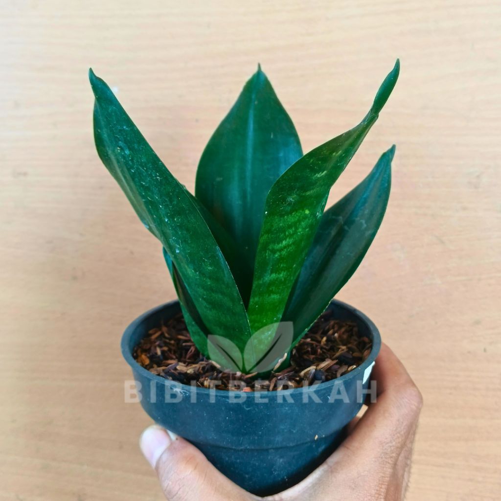 Sansevieria Green Mold Black - Tanaman Hias Sansivera Lidah Mertua