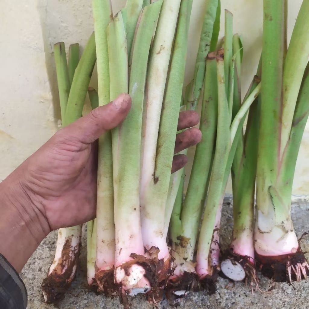 promo paket 10 bibit talas pratama 2 talas pratama 2