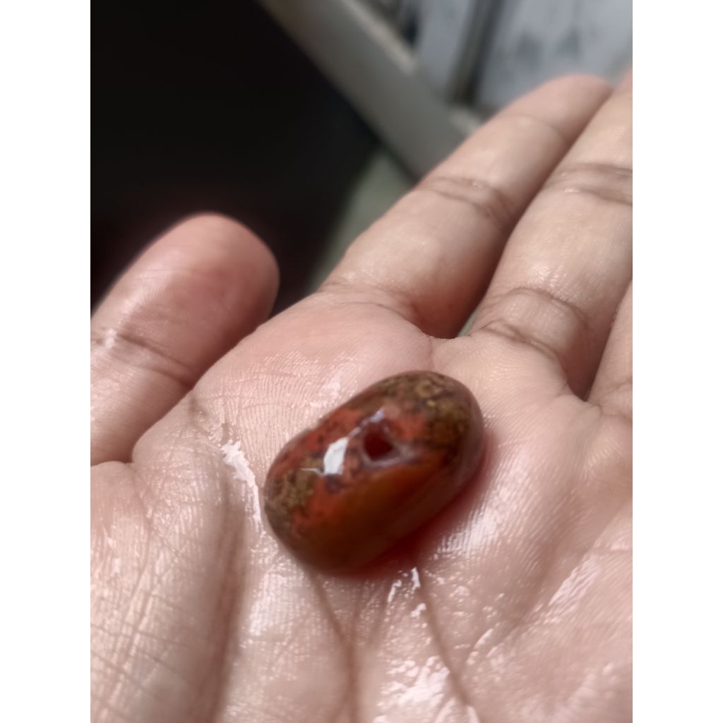 lumut merah combong tembus