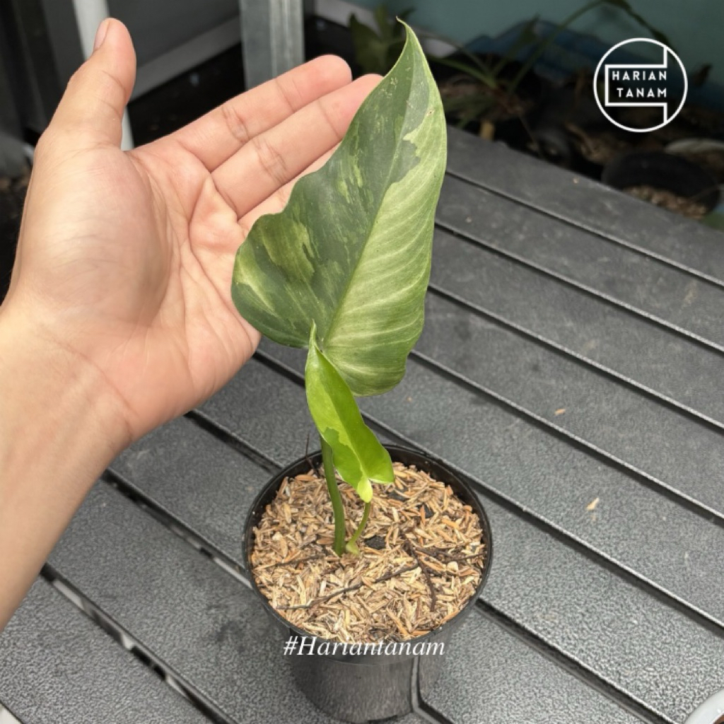 Philodendron Dragon Variegata Mint / Golden Dragon Variegata Mint (Include Pot & Media)