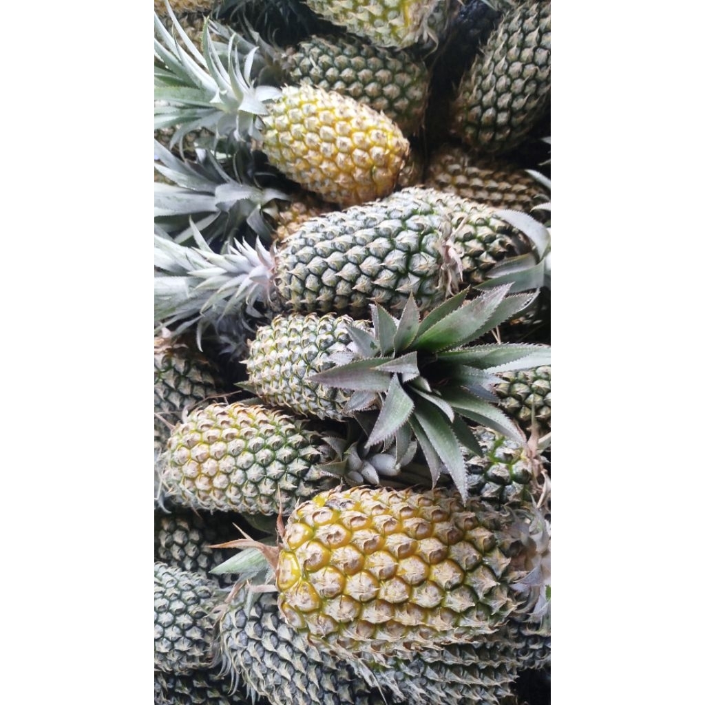 Nanas Simplex/nanas madu Murah asli Lereng kelud