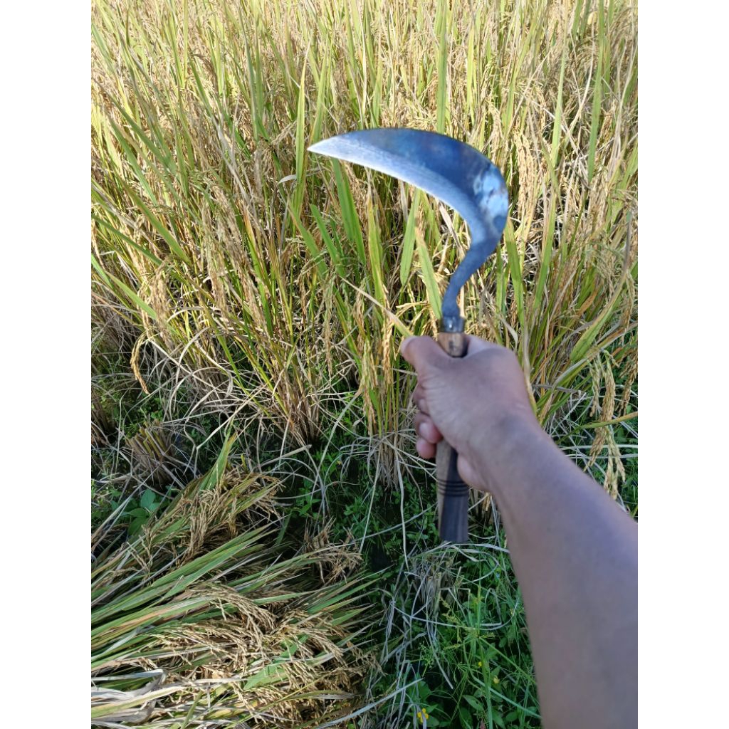 Arit padi tanpa asah