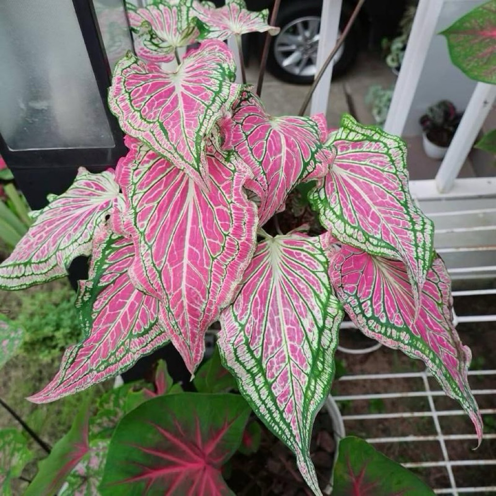 Keladi wayang pink | Keladi batik | Tanaman keladi wayang | Caladium symphony