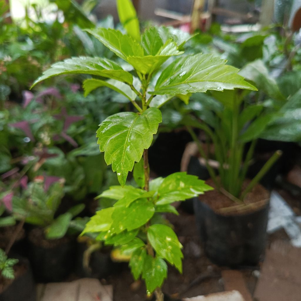 Tanaman Kembang Sepatu Bunga kembang Sepatu