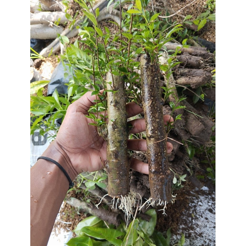 bonsai anting putri siap program akar