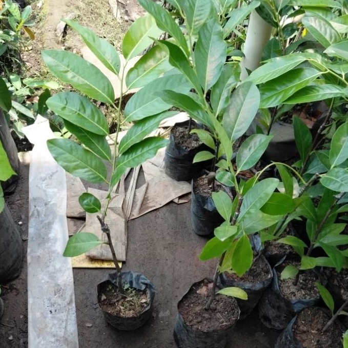 Bibit Black Sapote Okulasi Cepat Berbuah