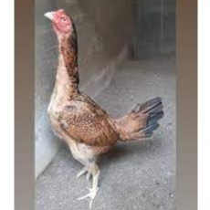 Ayam Bangkok Petarung Betina Jantan Muda Super Sehat