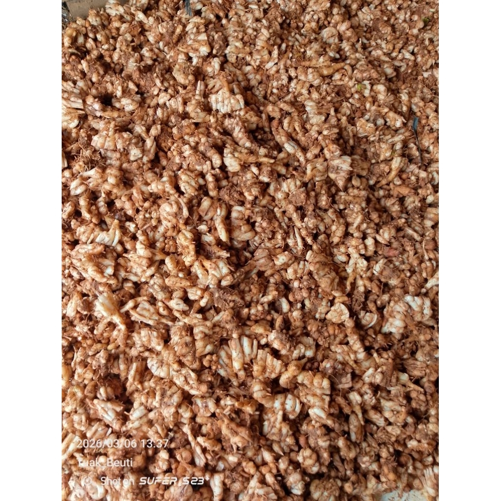 KENCUR STW TUA DAN MUDA