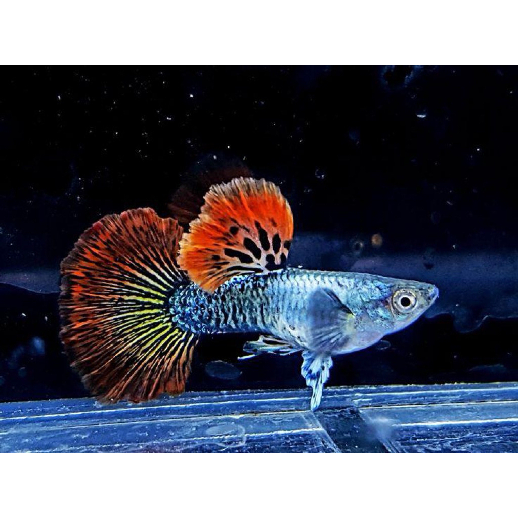 IKAN GUPPY RED DRAGON